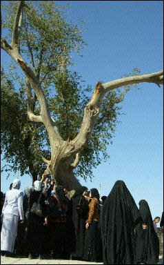 La guerre d&rsquo;Irak a détruit le mythique Jardin d&rsquo;Eden